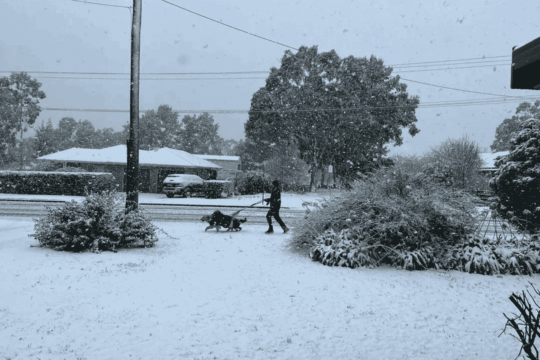 شهدت أرميدال، نيو ساوث ويلز، أستراليا، اليوم تساقطًا نادرًا للثلوج بكثافة، بعد عدة سنوات.